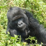 A Gorilla being as curious about us as we were about them