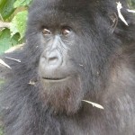 A close up view of a Gorilla