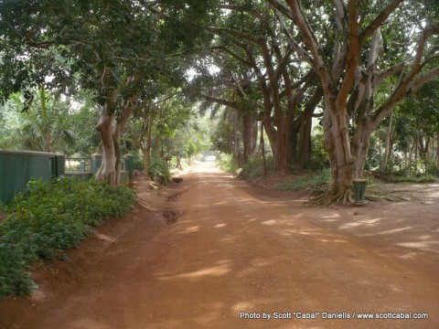 A nice tree-lined avenue at the zoo