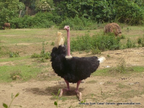 An Ostrich